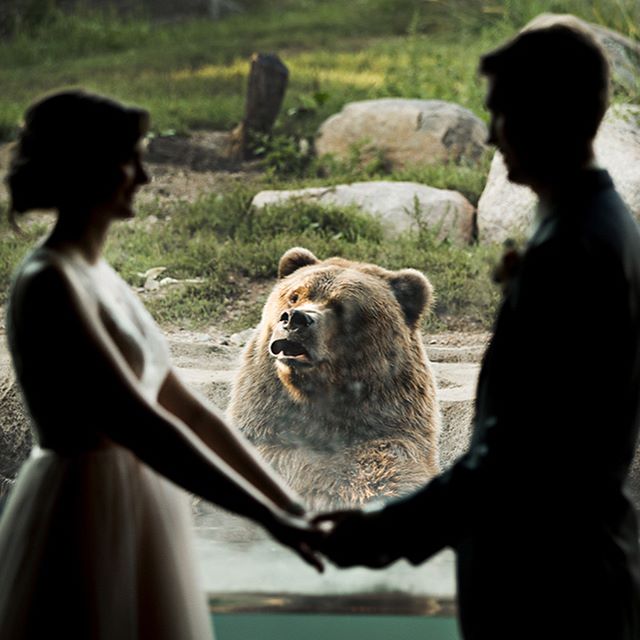 動物園,動物園婚紗,灰熊