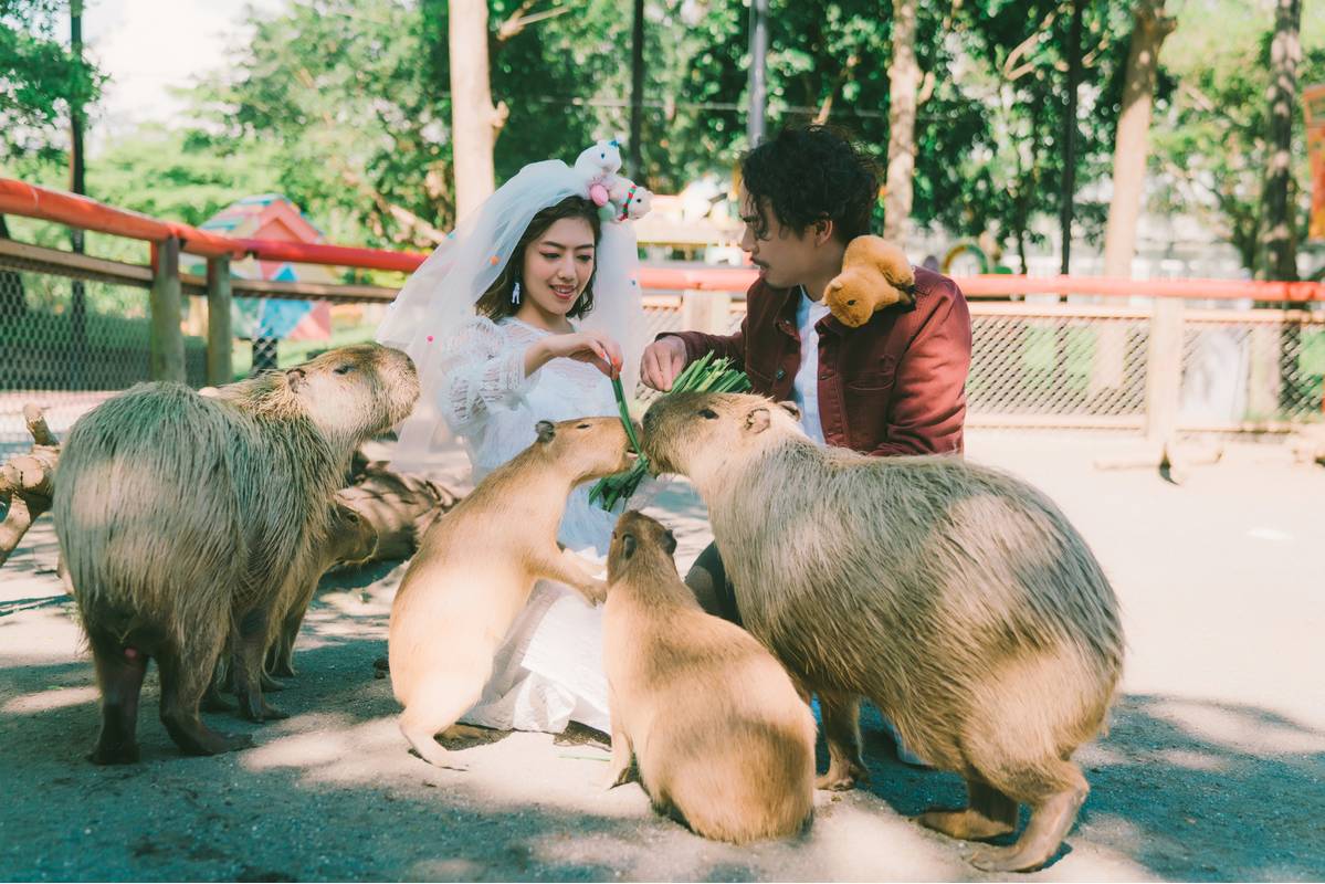 動物園,動物園婚紗,創意婚紗