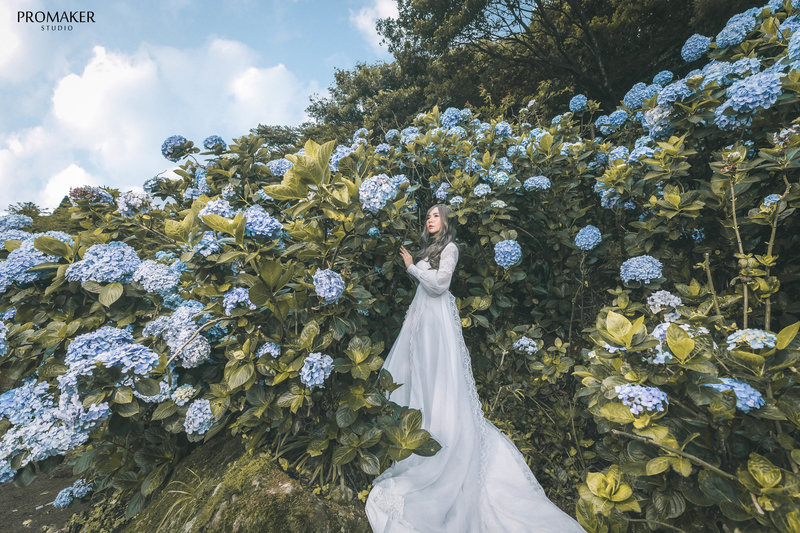 繡球花,拍婚紗,花季