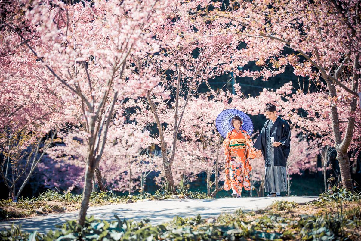 陽明山櫻花婚紗,武陵農場櫻花婚紗,淡水莊園櫻花婚紗,櫻花婚紗,拍婚紗